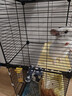 宠趣汇龙猫松鼠笼子柜笼超大号多层加密家用大别墅花枝鼠密袋鼬专用笼子 无轮2层【37_37_78】 基础款【托盘+爬梯+笼子】 实拍图
