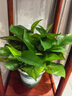 双盟绿萝盆栽除甲醛花卉绿植办公室新房净化空气180加仑2盆装源头直发 实拍图