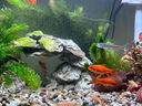森悠（SARYOR）金苔鼠淡水鱼鱼缸清洁鱼观赏鱼热带鱼好养工具鱼吃垃圾鱼 清缸大师套餐 实拍图
