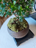 开时果 小叶赤楠盆景摆件 办公室桌面绿植花卉好养盆栽植物源头直发包邮 【推荐款】舍得紫砂盆+苔藓+底座 实拍图