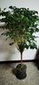 叹为观止大型植物发财树各种大颗盆栽开业乔迁客厅办公室内好养大型花卉 幸福树【1.2-.1.4米】 不含盆 实拍图