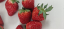 【产地直采】丹东红颜草莓300g 实拍图