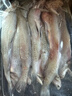 森农乐豆腐鱼舟山特产龙头鱼鲜活冷冻海鲜水产九肚鱼生鲜海鱼水潺3斤装 净重1500g【鲜肥嫩滑】 实拍图