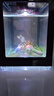 桌面鱼缸小型家用积木缸生态缸水族箱斗鱼缸带小夜灯氛围灯摆件 黑色鱼缸一个灯 实拍图