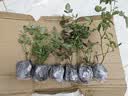 清韵伊人 月季花树苗爬藤当年开花月季花苗特大花盆栽地载庭院蔷薇 天荷繁星【不爬藤】 实拍图