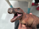PNSO新版霸王龙卡梅隆附霸王龙头骨恐龙博物馆1:35科学艺术模型 实拍图