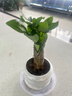 绿有意 绿植花卉办公室客厅桌面盆栽摆件简约创意网红北欧绿植ins云朵盆 发财树+甜甜圈PET树脂盆+托盘+肥料 北欧风格网红绿植 实拍图