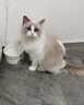 憨憨乐园猫咪加热宠物陶瓷碗恒温饮水碗狗狗食盆冬季保温猫狗用品700ml 实拍图
