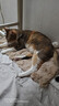 派乐特猫窝踩奶软垫猫垫睡觉用猫垫子狗窝宠物垫子狗垫猫咪垫毛毯S 实拍图