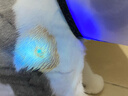 瑞德医生伍德氏灯狗藓猫藓尿渍真菌检测365nm紫光灯紫外线荧光防伪鉴定验钞医用手电筒 实拍图