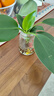 大叶金钻绿公主盆栽植物除甲醛绿植办公室四季常青室内客厅摆放花 【1盆】金钻+基地原盆 含盆高度15-20厘米 实拍图