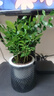 九里香盆栽浓香水培植物四季好养树苗室内好养花卉驱蚊竹柏绿植 九里香原装+轻奢烟灰自吸盆 送肥料 实拍图