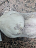 大蒜头出口品质网兜紫蒜蔬菜调料新鲜大果烧烤火锅食材 【精品网兜装】3头 100g 实拍图