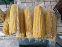 十月稻田 黄糯玉米 3.52斤(220g*8根) 25年新玉米 低脂粗粮 早餐 联名款 实拍图