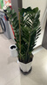 叹为观止大型植物发财树各种大颗盆栽开业乔迁客厅办公室内好养大型花卉 金钱树【80厘米-1米】 不含盆 实拍图