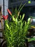 鑫意香水百合种球盆栽四季开花花卉种子种球百合花种球易养护花卉绿植 混色香水百合种球10个+肥料一包 实拍图