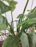 花盆绿植盆栽加厚塑料简约多肉小盆阳台客厅月季玫瑰大号家用花盆 高款3加仑(口径24cm)2个盆 不带托盘 实拍图