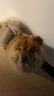 TOTAL EQUILIBRIO巴西淘淘狗粮 中大型犬成犬狗粮英派特鱼油美毛通用型 中大型犬 成犬粮10kg 实拍图