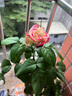 瑞典女王月季夏季耐晒灌木月季带花苞四季开花玫瑰大苗阳台庭院 天河+卡罗拉+蜜桃+婚礼四颗原盆原土发货 实拍图