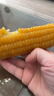 京鲜生东北黄玉米棒200g×8棒25年新玉米 真空黏玉米 多种包装 源头直发 实拍图
