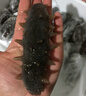 好当家 威海有机干海参 50g 10-12只 节日伴手礼 海鲜干货  实拍图