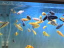 百因美（BIOZYM）观赏鱼饲料水族三湖慈鲷颗粒鱼食马鲷滋鲷素食肉食缓沉鱼粮 三湖慈鲷素食饲料120g 实拍图