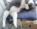 优瑞派猫粮幼猫成猫美短英短蓝猫布偶加菲猫专用流浪猫全价猫粮鱼肉味 经典猫粮牛肉味20斤丨送猫粮1斤 实拍图