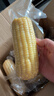京鲜生东北白糯玉米250g*10棒 新鲜甜糯玉米棒真空包装粘玉米 源头直发 实拍图