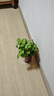 绿有意绿萝盆栽除甲醛室内好养花卉植物绿萝批发办公室新房装修净化空气 110#原盆储水盆10盆装+4肥 带盆带土发货 实拍图