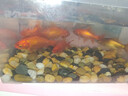 天然原生态溪流石底砂鱼缸专用过滤鹅卵石小石头龟缸造景装饰底砂 4-8mm【200g装】 天然溪流石 实拍图