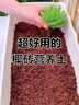 史丹利大块椰砖营养土椰糠养花通用型花土椰壳种菜专用脱盐椰子土 实拍图