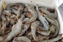 卖鱼郎先生青岛盐冻大虾净重3.6斤 20-25只/斤 白虾基围虾生鲜 虾类 实拍图
