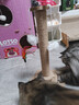 HELLOJOY猫抓柱剑麻猫抓板猫玩具耐抓耐磨不掉屑猫爬架立式自嗨解闷用品 实拍图
