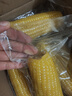京鲜生 东北黄玉米净重3.6斤 8根*220g+ 真空包装加热即食 源头直发 实拍图