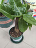 发财树盆栽大植物室内办公室桌面客厅小盆景招财树苗绿植花卉盆栽 小单杆发财树 2-3cm【原盆】 【送肥料】 实拍图