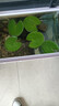 水培一叶莲浮萍迷你水草净化水质鱼缸造景睡莲花水生水养花卉植物 一叶莲 【5片装】尺寸8-11厘米 实拍图