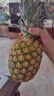 佳农 黑钻菠萝1粒装 菲律宾凤梨 净重2斤起 生鲜水果 源头直发 包邮 实拍图