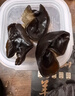 双塔东北黑木耳500g肉厚无根干木耳东北特产小碗耳火锅食材南北干货 实拍图