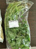 带根香菜100g 实拍图