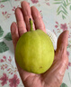 京鲜生 新疆库尔勒香梨 净重5斤 一级 单果100g-120g  生鲜水果 实拍图
