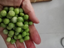 云山半青豆粒1kg 0脂肪0添加剂 新鲜豌豆粒 速冻锁鲜 半加工蔬菜 实拍图