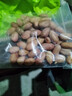 【新客专享】现剥新花生米生新货粉皮新鲜大粒商用白沙花生仁5斤 精选饱满小颗粒50g【无干燥剂】 实拍图