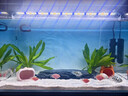 吉印刀锋s鱼缸灯led灯防水全光谱鱼缸照明灯水草灯小型超白鱼灯66cm 实拍图