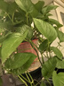 双盟绿萝盆栽除甲醛花卉绿植办公室新房净化空气160红2盆源头直发 实拍图