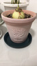 红陶花盆绿植盆栽透气陶瓷雾白浮雕花盆吸水透气香草盆 香草（不带托盘） 口径16*高14cm 实拍图