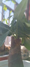 ⭐【包活】发财树盆栽鲜花绿植物办公室内吸甲醛绿萝文竹水培易养 【粗2-3cm】单杆发财树【原盆】 实拍图