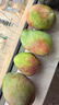 京鲜生 攀枝花凯特芒果 净重9斤 单果500g+ 生鲜水果 源头直发 实拍图