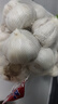 山东金乡蒜大蒜出口标准精选大蒜头蔬菜调料单果5cm 出口标准网兜装箱 460g 5cm+ 实拍图