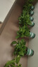 双盟绿萝盆栽除甲醛花卉绿植办公室新房净化空气 120款10盆源头直发 实拍图