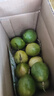 黄金百香果钦蜜9号新鲜当季现摘精选好果水果百香果鲜果酸甜可口 钦蜜9号黄金百香果 ＜40g小果 1斤 实拍图